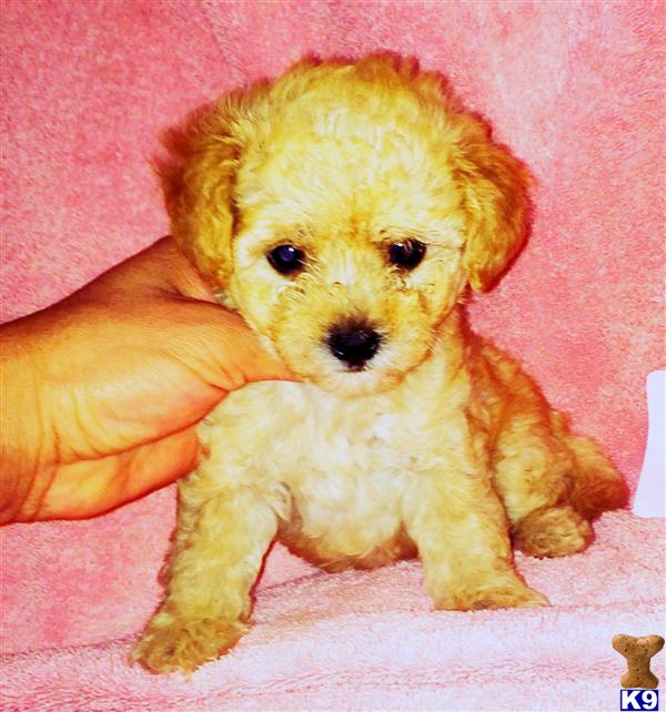 maltipoo puppy posted by NEW PUPPIES